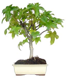 Bonsai Liquidambar formosana 9 aos